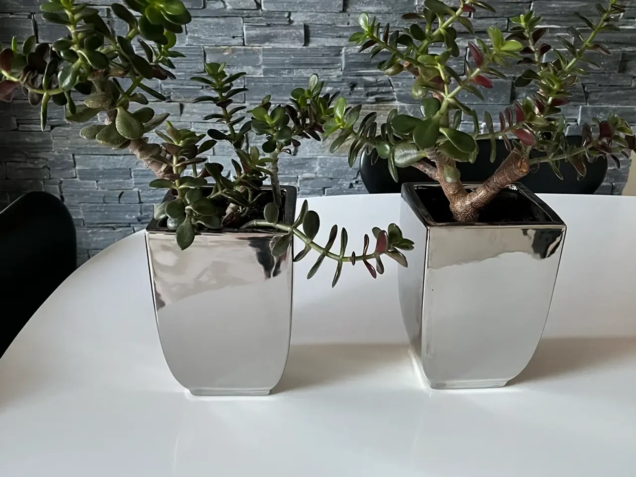 Billede 1 - 2 stk stueplanter