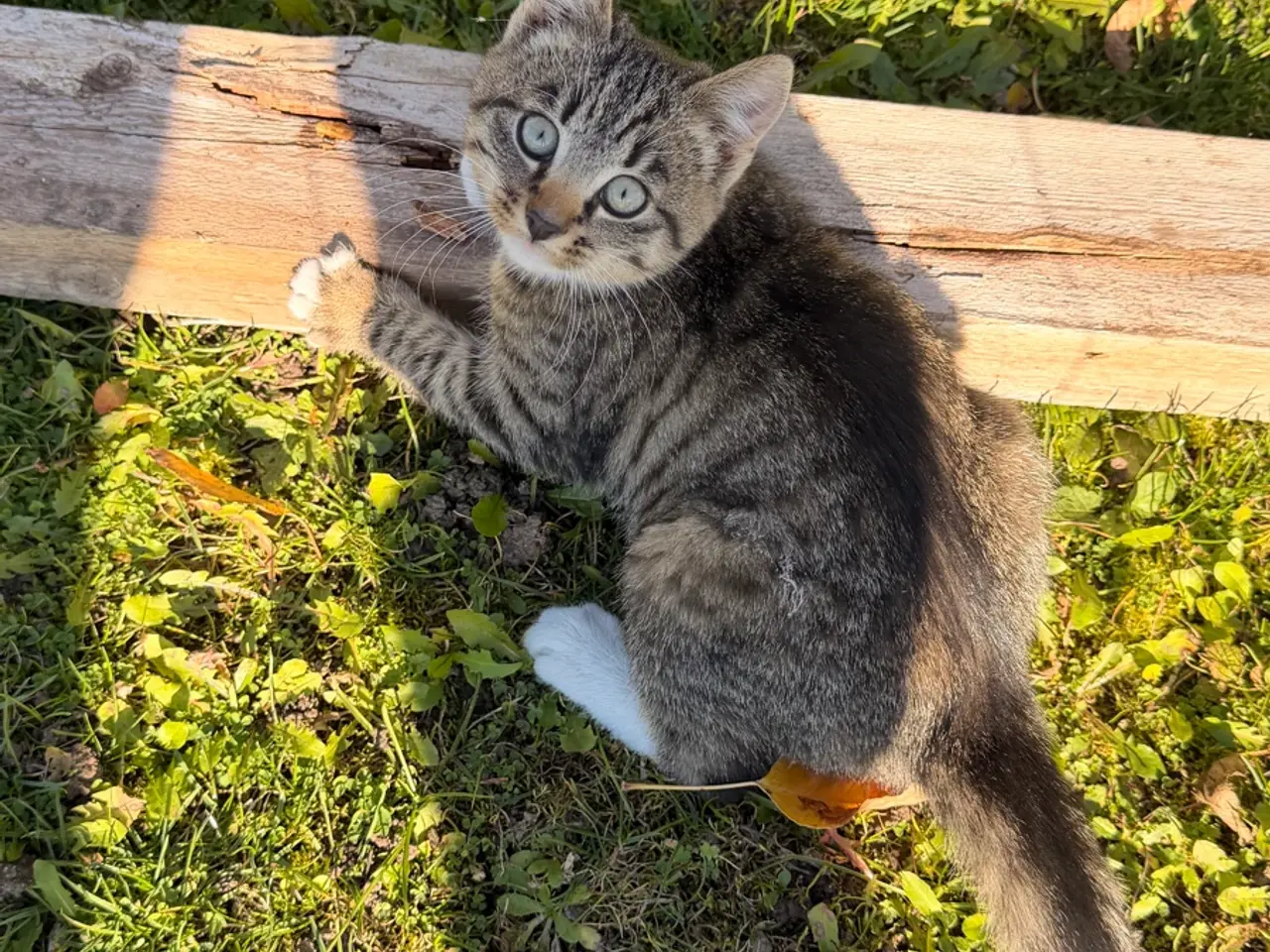Billede 3 - Gårdkat