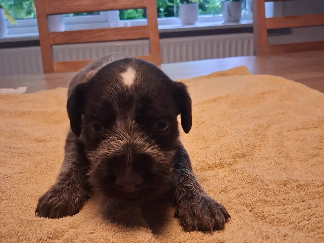 Billede 5 - Ruhåret hønsehund hvalpe 