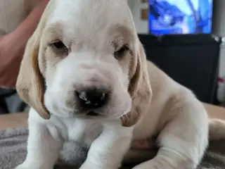 Dejlige basset hounds - 3