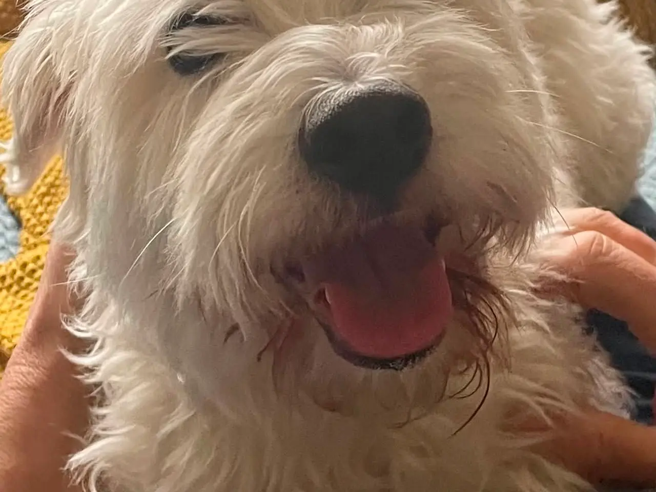 Billede 4 - Kastereret White Terrier og bomuldshund blanding