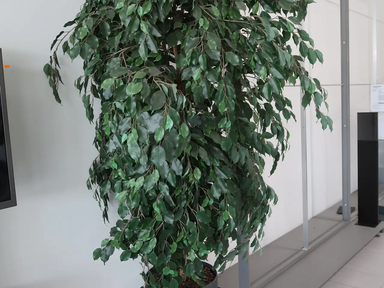 Billede 1 - Plante I krukke