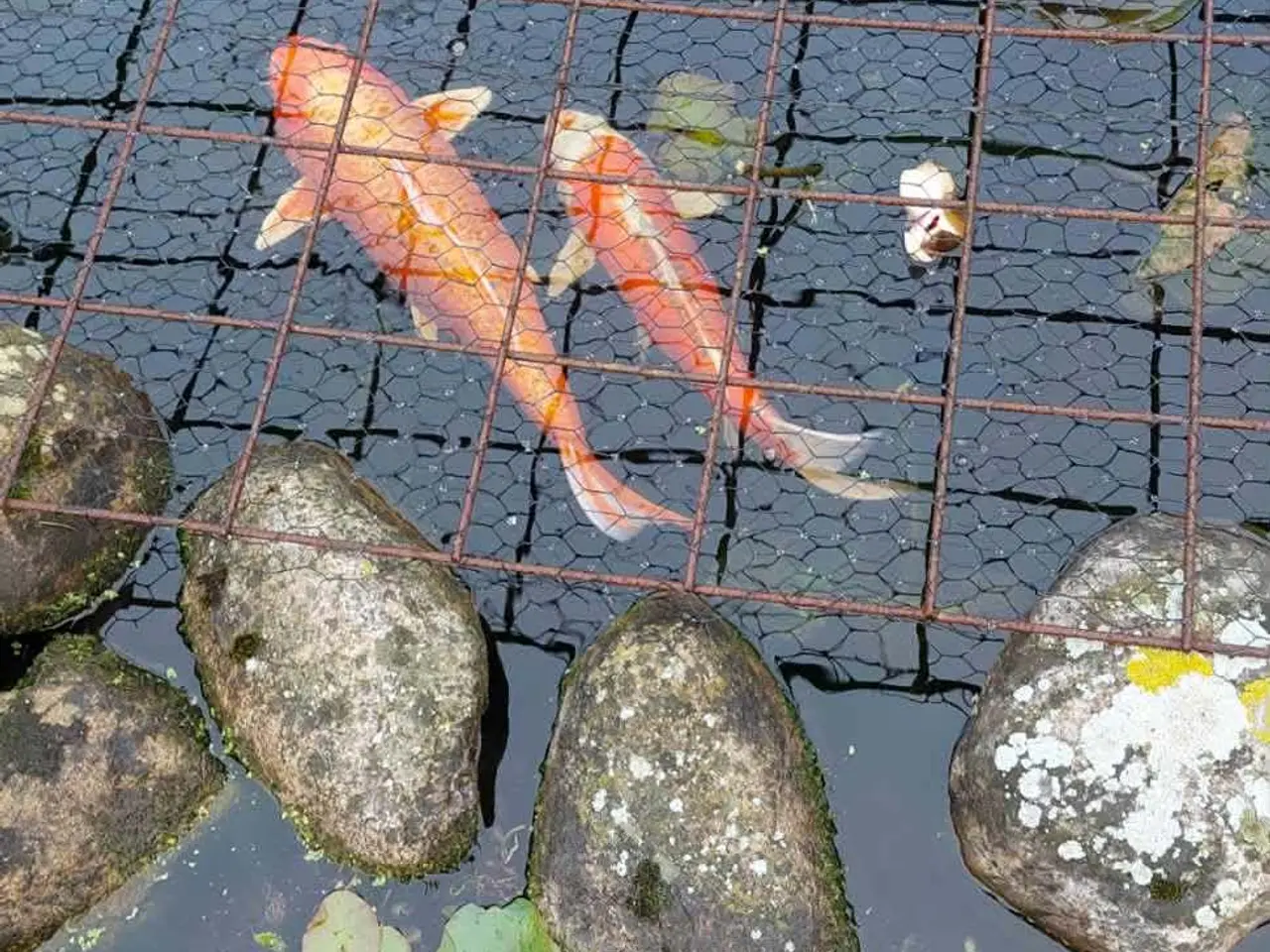 Billede 2 - Koi karper
