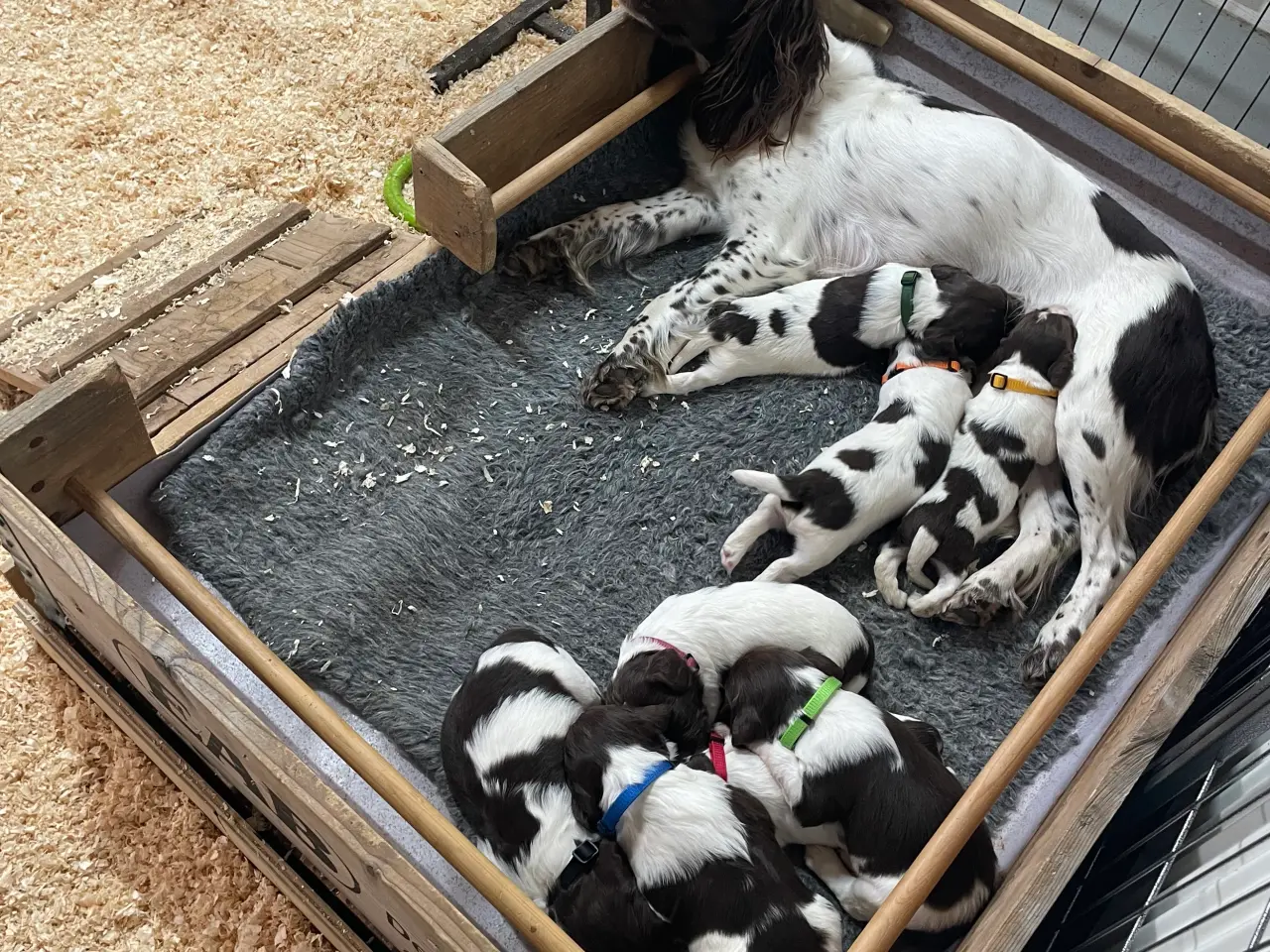 Billede 8 - FT Springer Spaniel hvalpe, salgsklar 10 maj