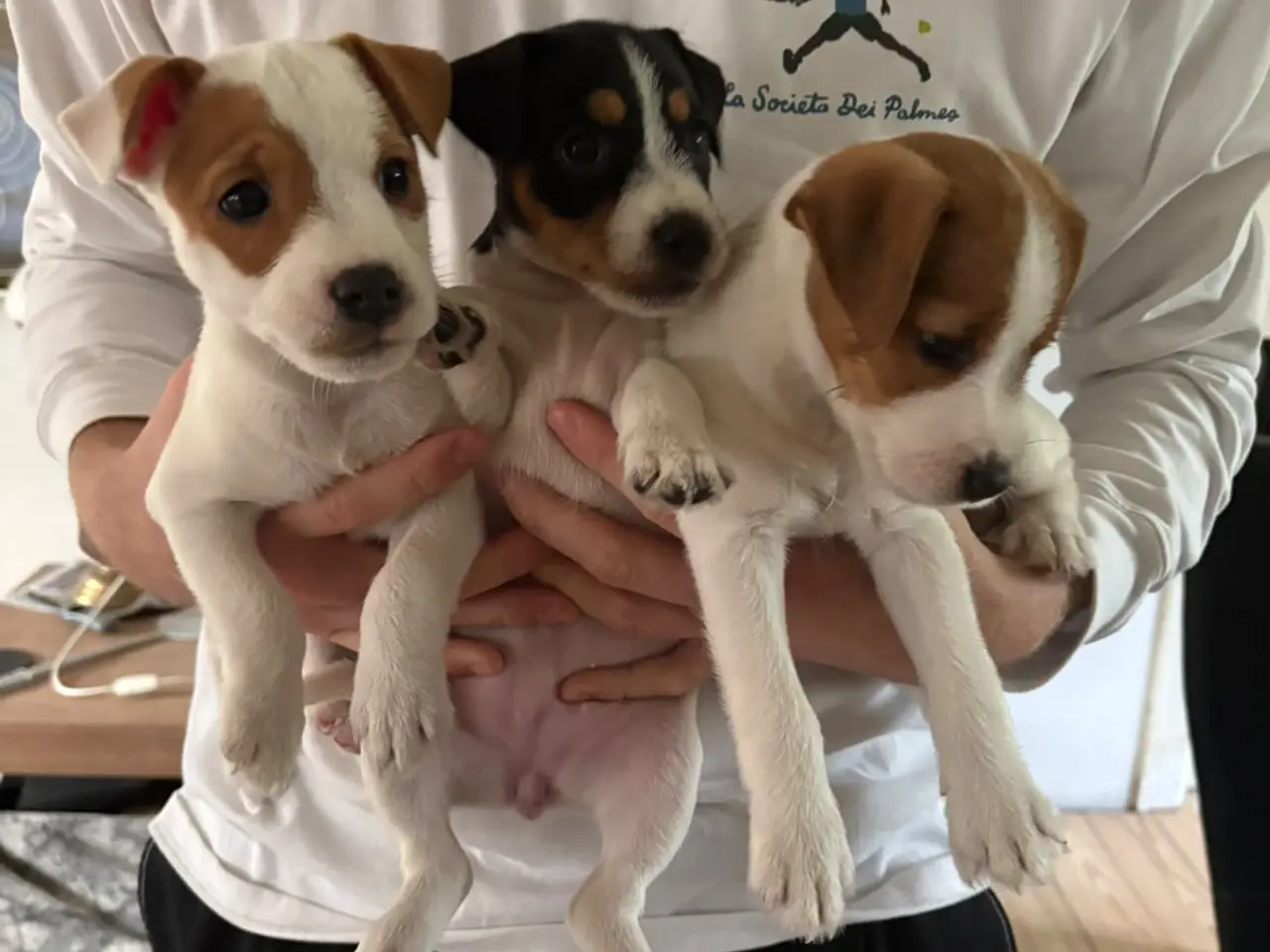 Billede 2 - Jack Russel (Parson), kun 1 tæve tilbage