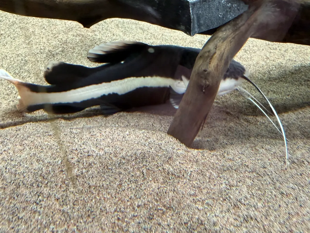 Billede 1 - Redtail catfish (25cm)