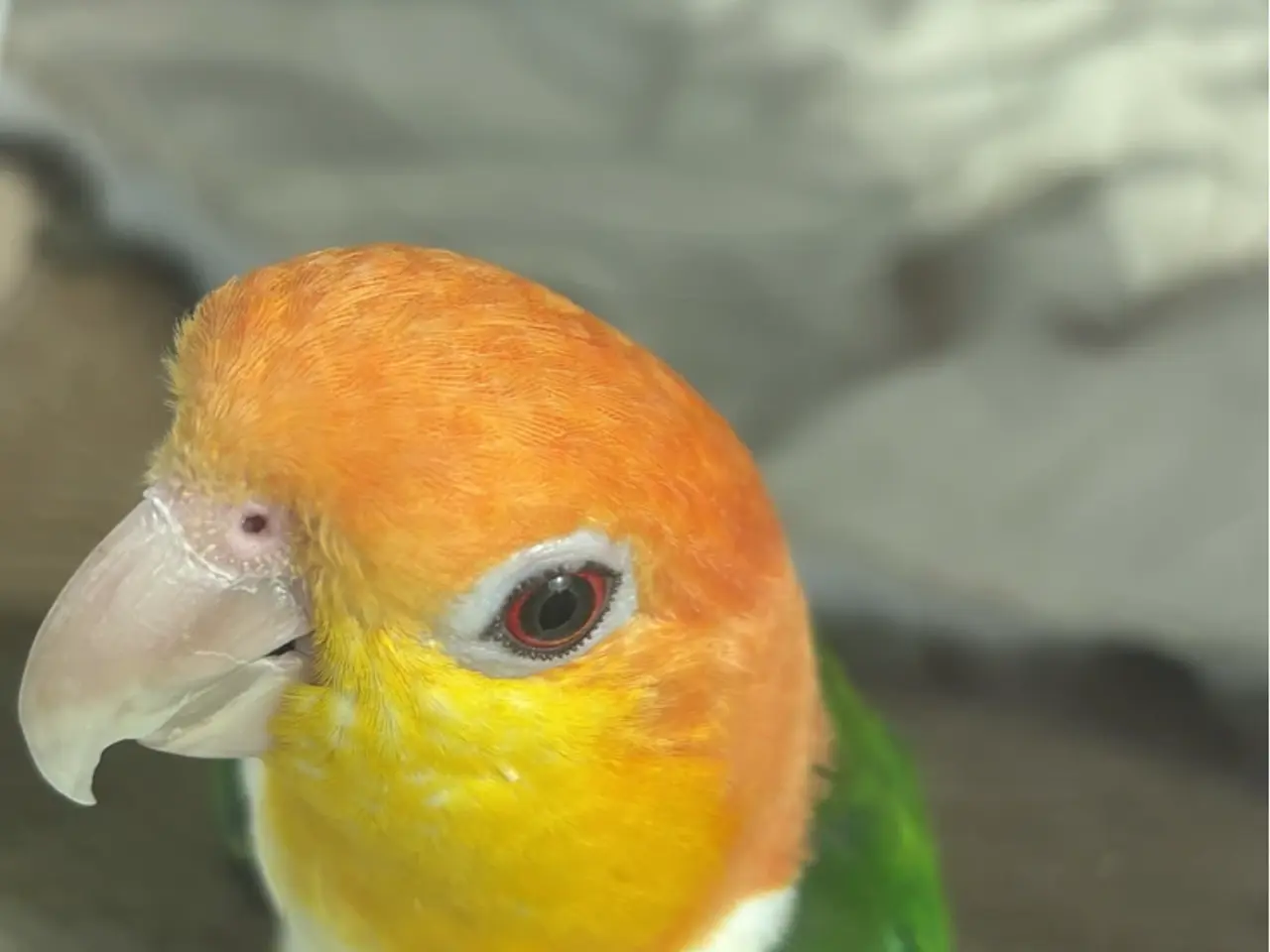 Billede 3 - Papegøje / hvidbuget 🦜