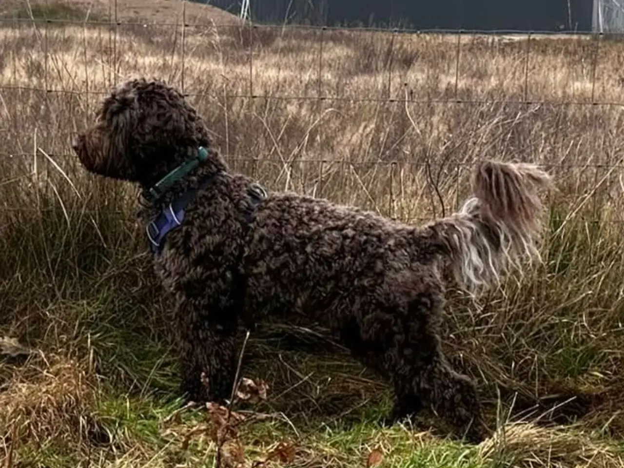 Billede 1 - Labradoodlehvalpe til 2025/26