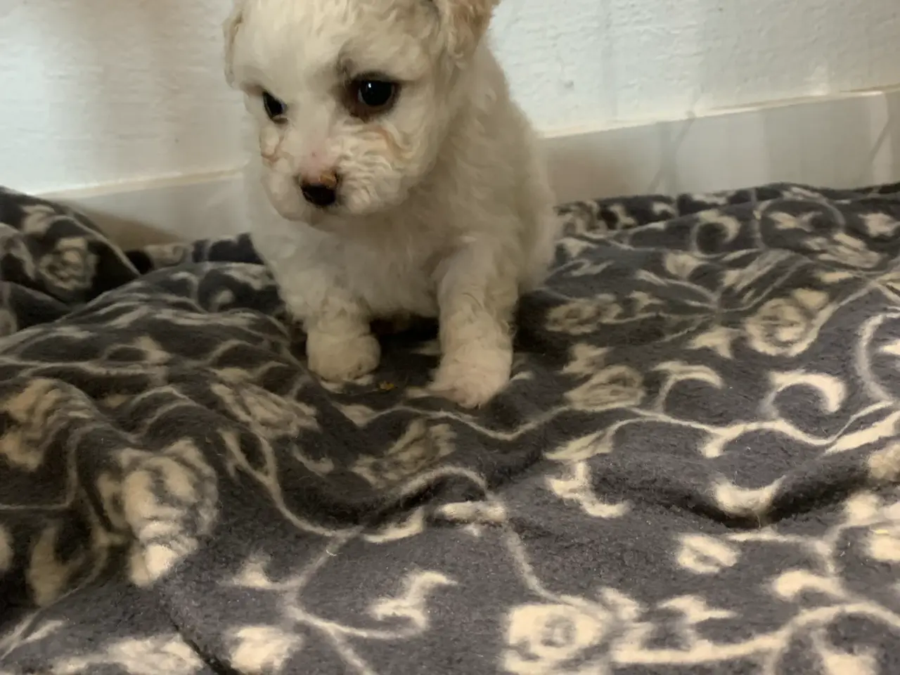 Billede 3 - Bichon Frise