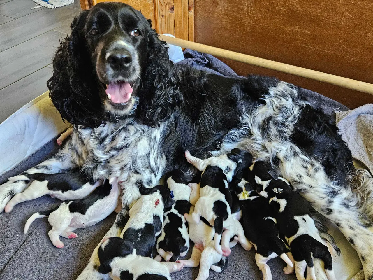 Billede 1 - Engelsk springer spaniel ikke ft