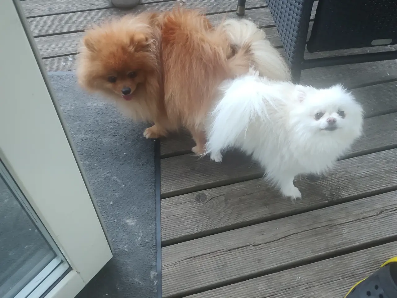 Billede 8 - Avle klar mini Pomeranian 