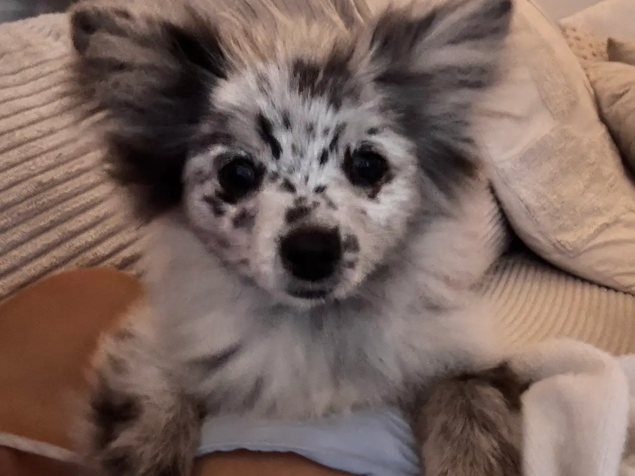 Billede 3 - Pomchi pige