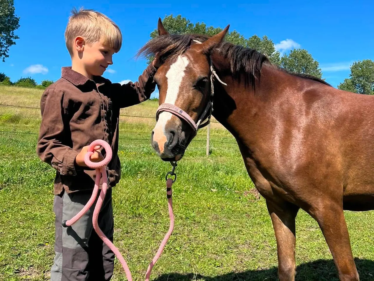 Billede 5 - Pony kat.3