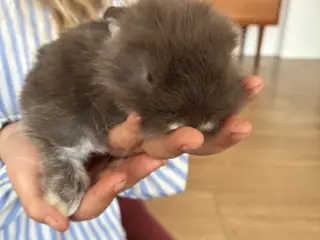 Minilop lionlop