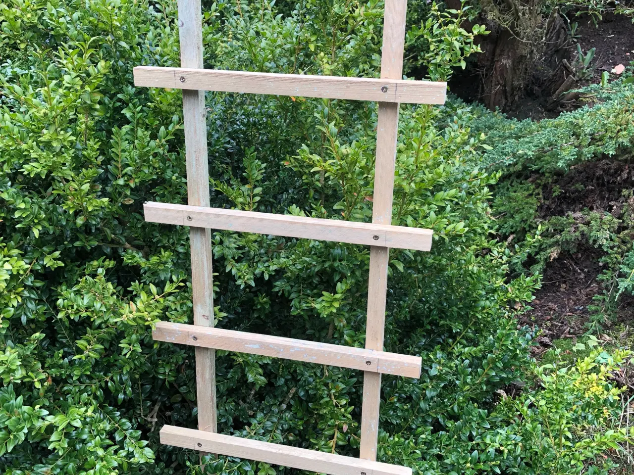 Billede 5 - Espalier