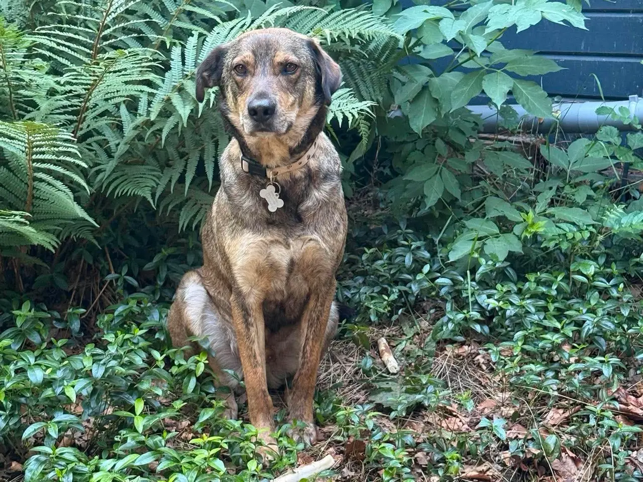 Billede 2 - Milde Pane søger nyt hjem 💙🐾