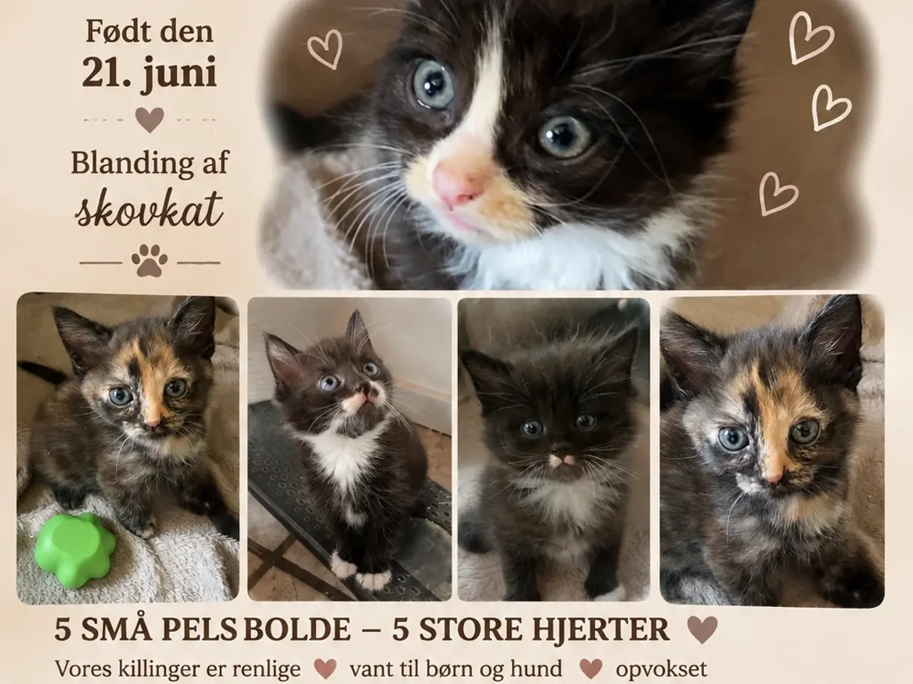 Billede 1 - 🐾 🐱 De sødeste små hjerteknus søger deres helt e
