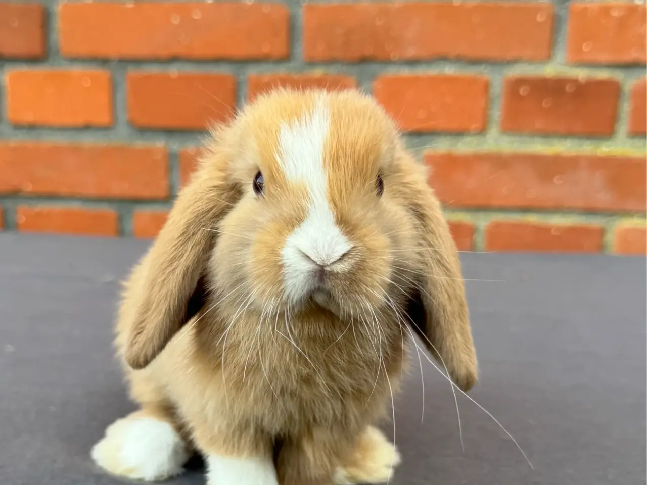 Billede 1 - Mini lop hankanin 