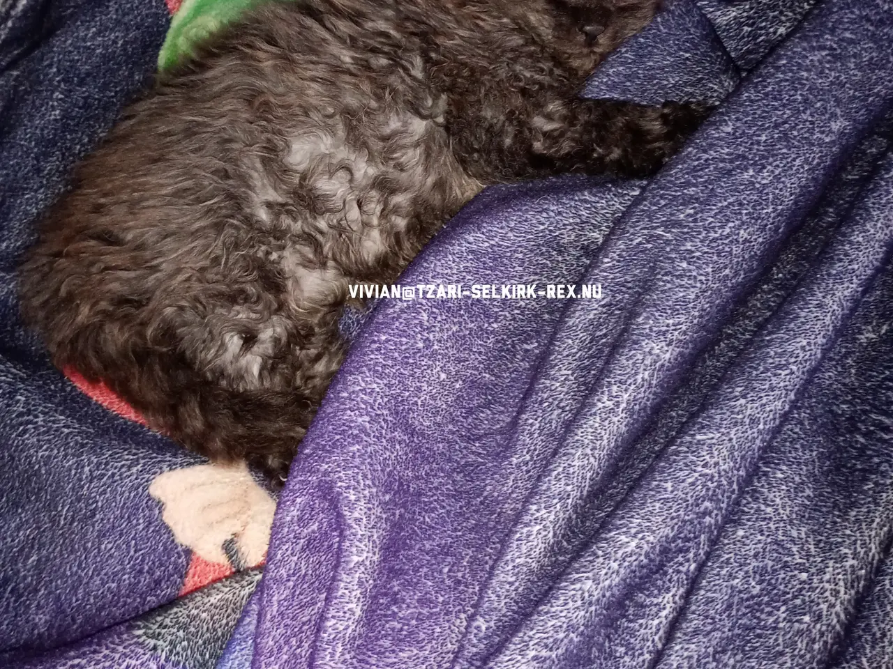 Billede 4 - Selkirk rex killinger