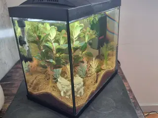 40 l. Akvarie med dværgkuglefisk