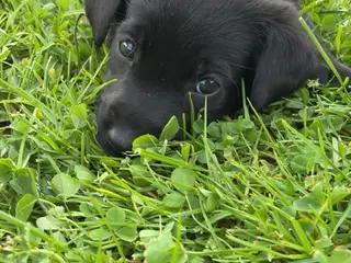 Labrador og Malinois blandning
