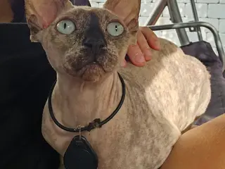 Sphynx uden stamstavle 