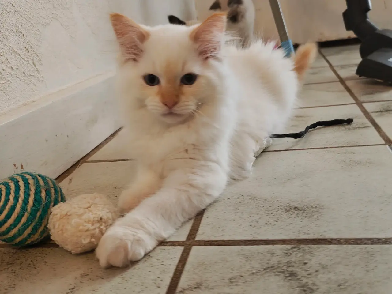 Billede 10 - Ragdoll- 1 Rød'masket han og 1 Blå'masket hun