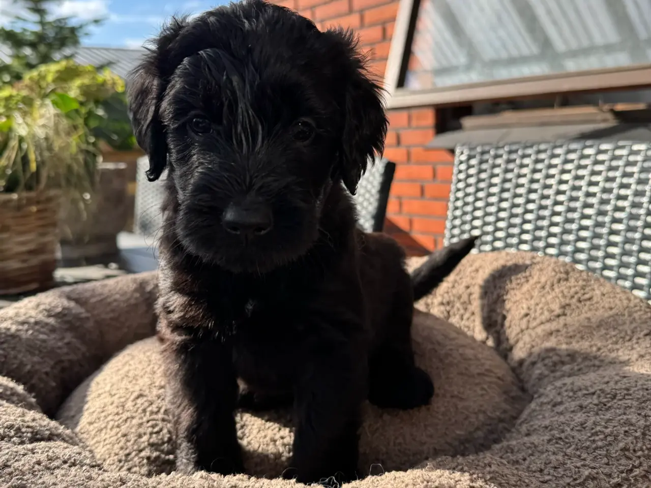 Billede 2 - God retriever/doodle-mix bamser