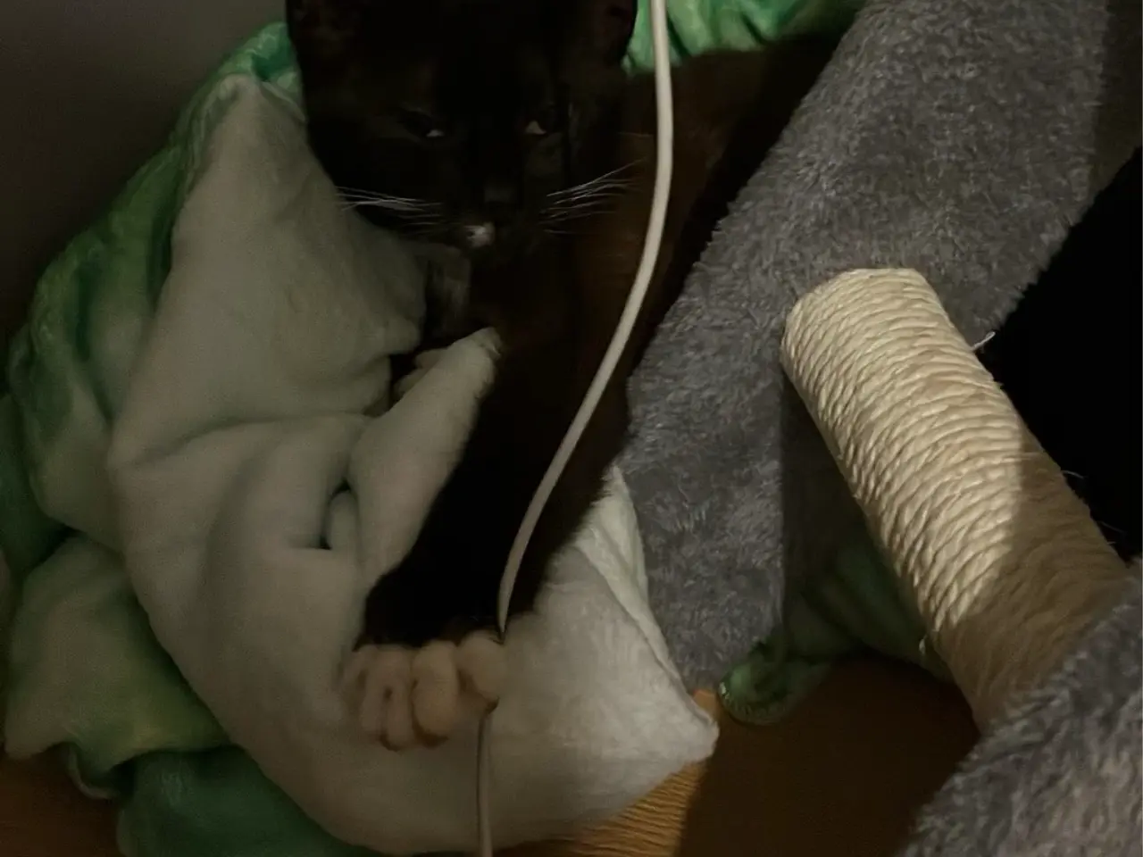 Billede 1 - Sort of hvid kat 