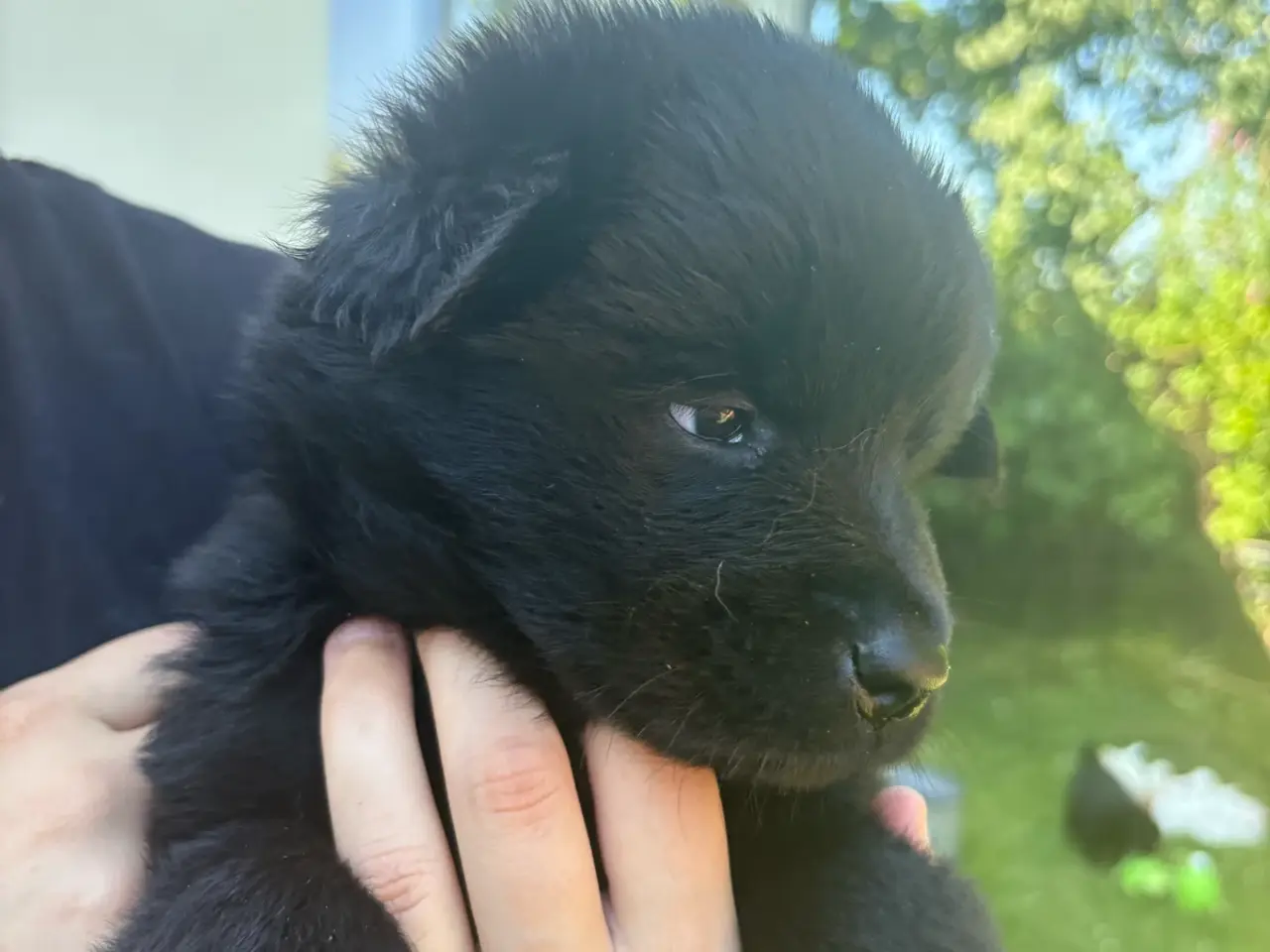 Billede 10 - Blandings hvalpe eurasier/golden