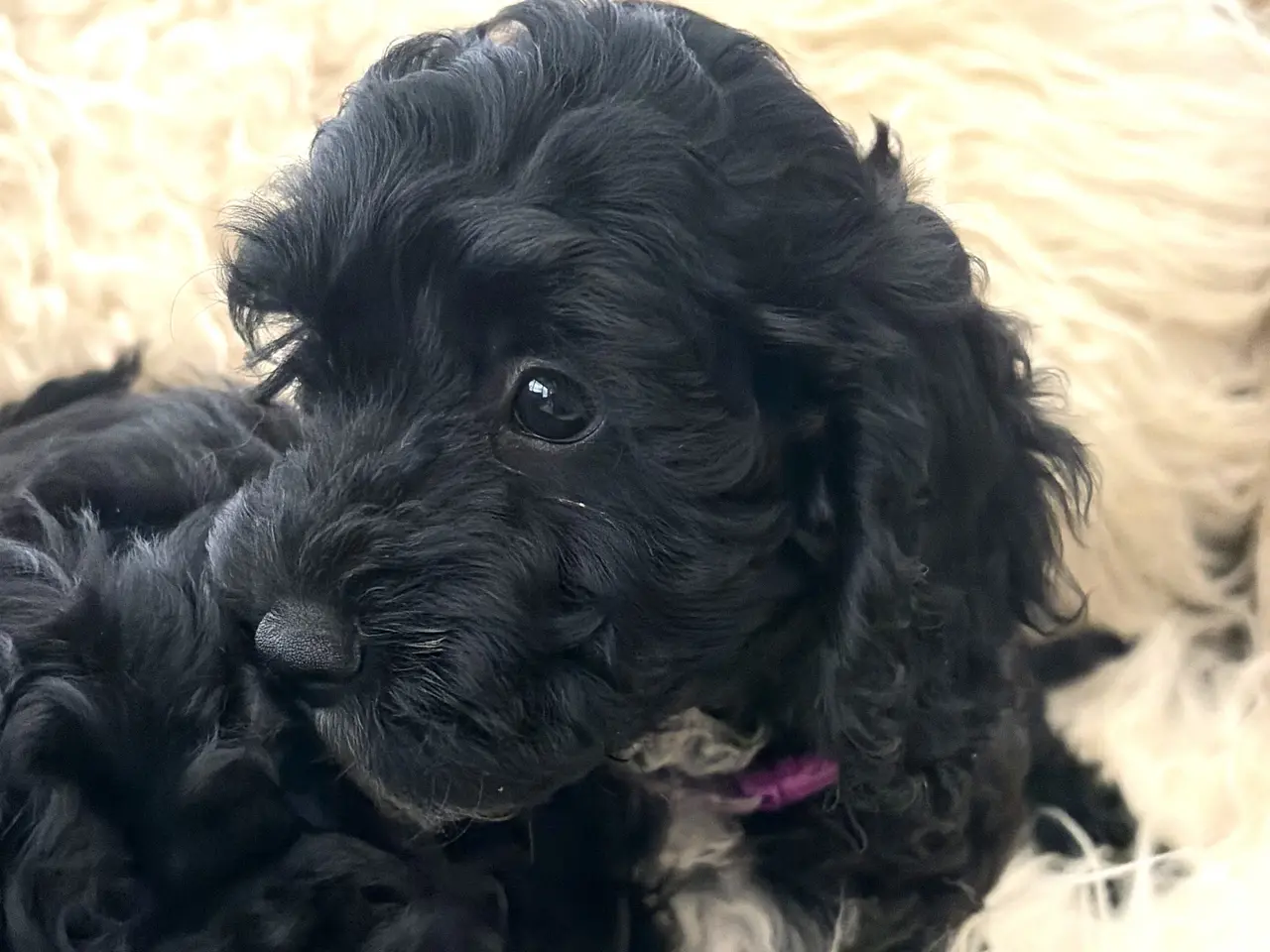 Billede 13 - De smukkeste små fine Cavapoo drenge