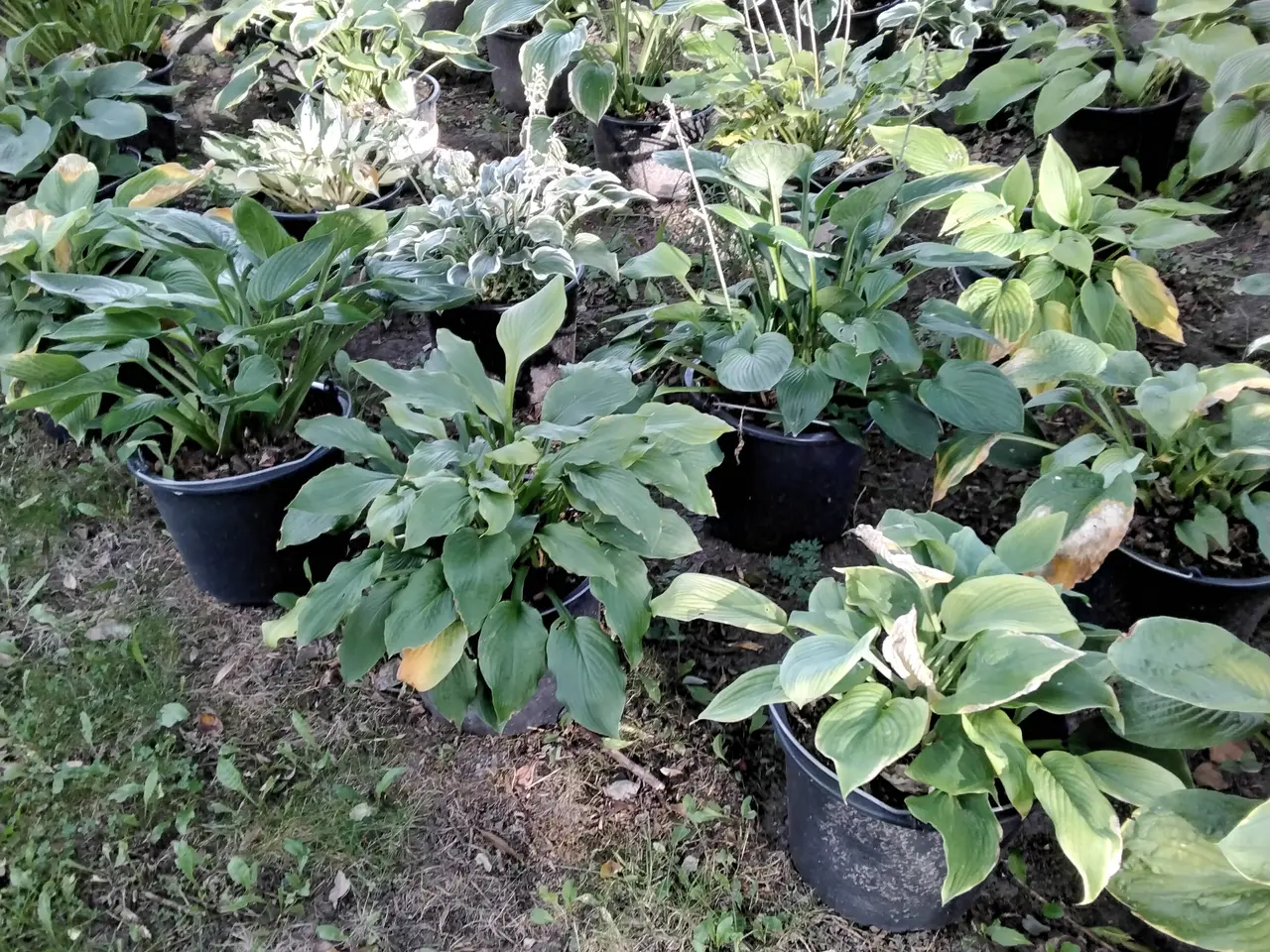 Billede 5 - Store Hosta. Nå dit hosta bed skal se ud af noget