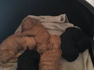 5 sunde puddel hvalpe