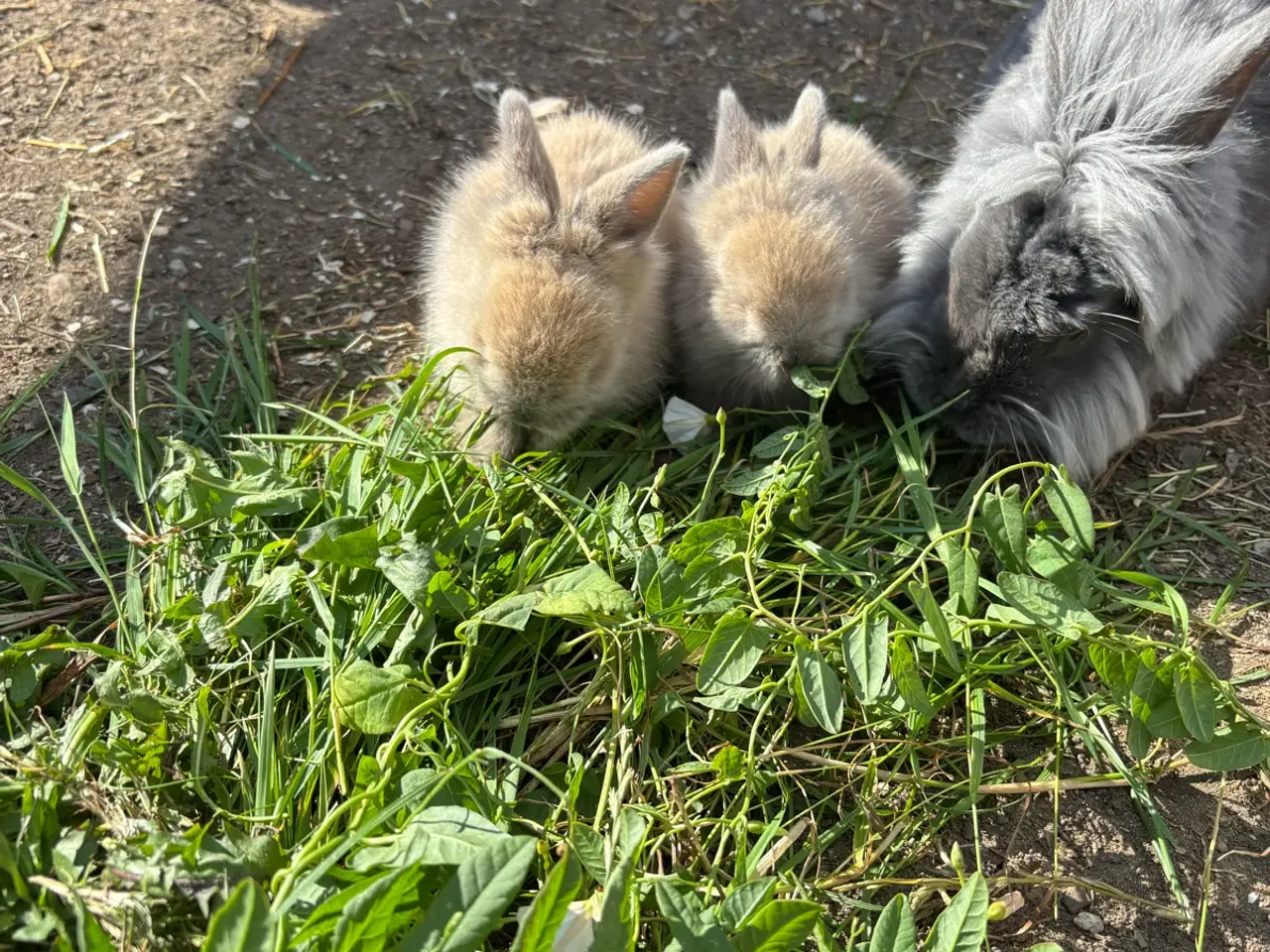 Billede 5 - Løvehoved kanin unger sælges 🐰