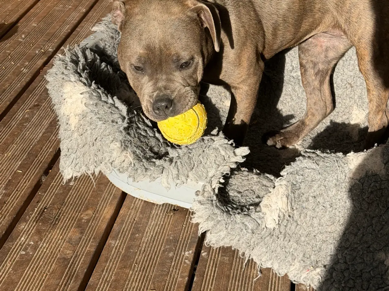 Billede 2 - Staffordshire - Old English Bulldog