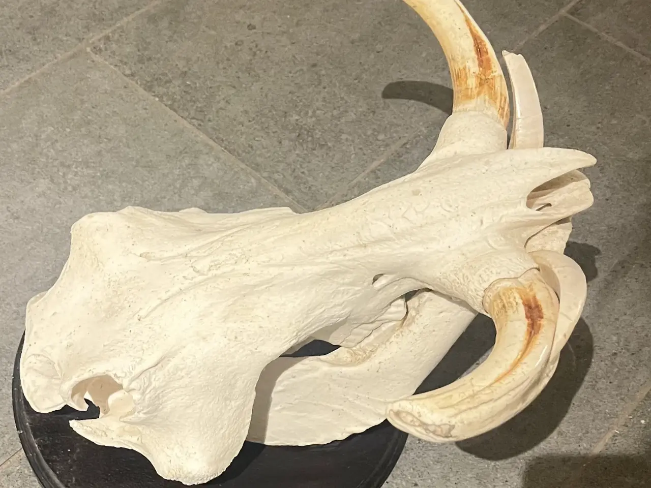 Billede 3 - Stor flot vortesvin 