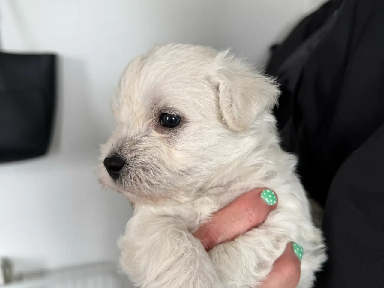 Billede 2 - Wee-Chon skøn blanding med Westie og Bichon Frisé
