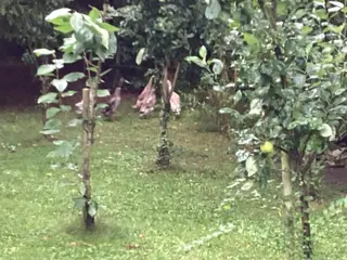 2 Løbe ænder 