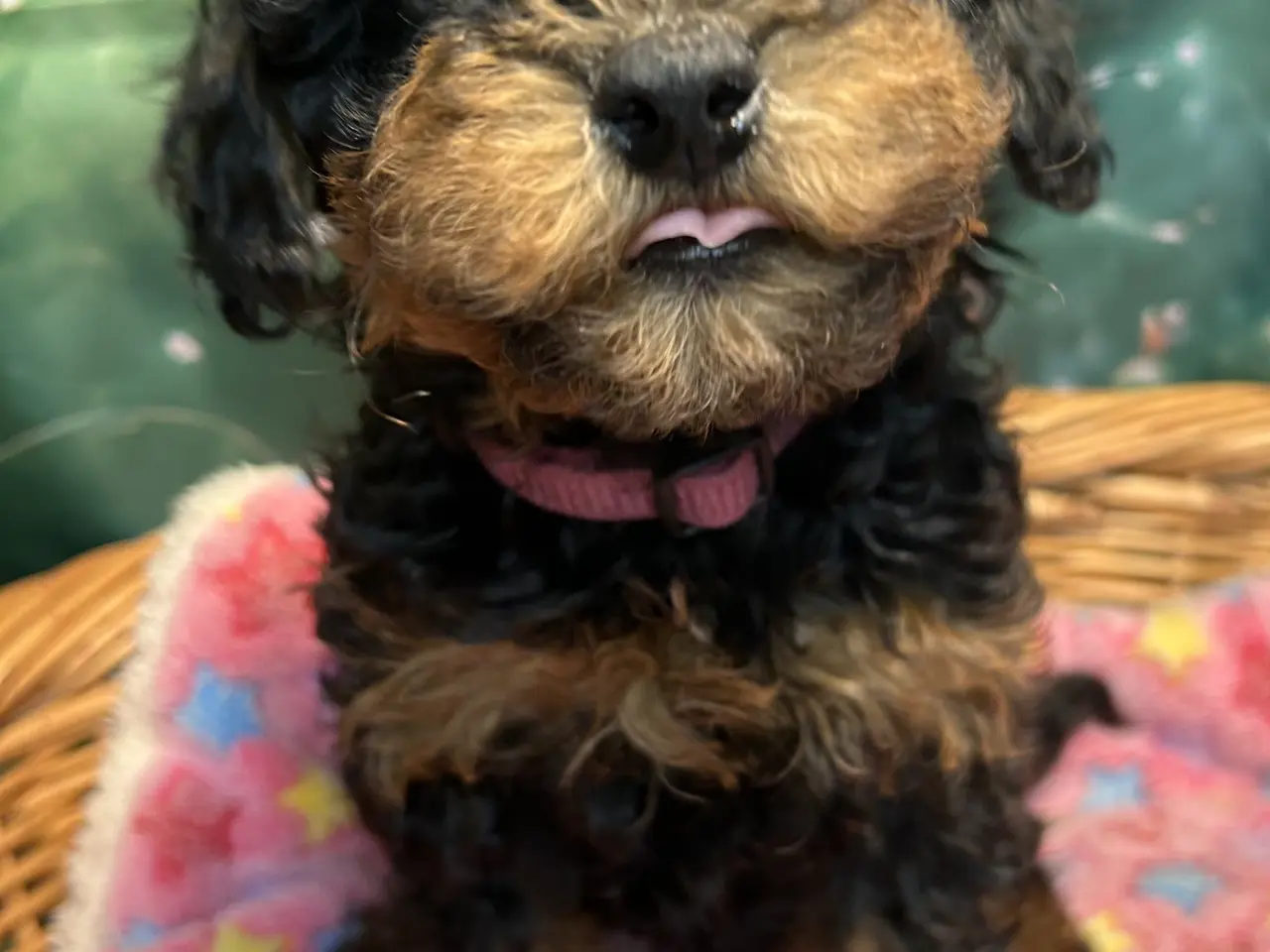 Billede 14 - Cavapoo 2 smukke Prinsesser ❤️