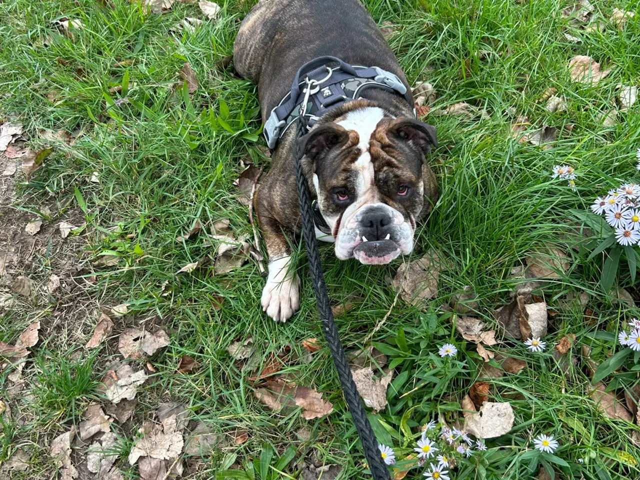 Billede 4 - Engelsk Bulldog