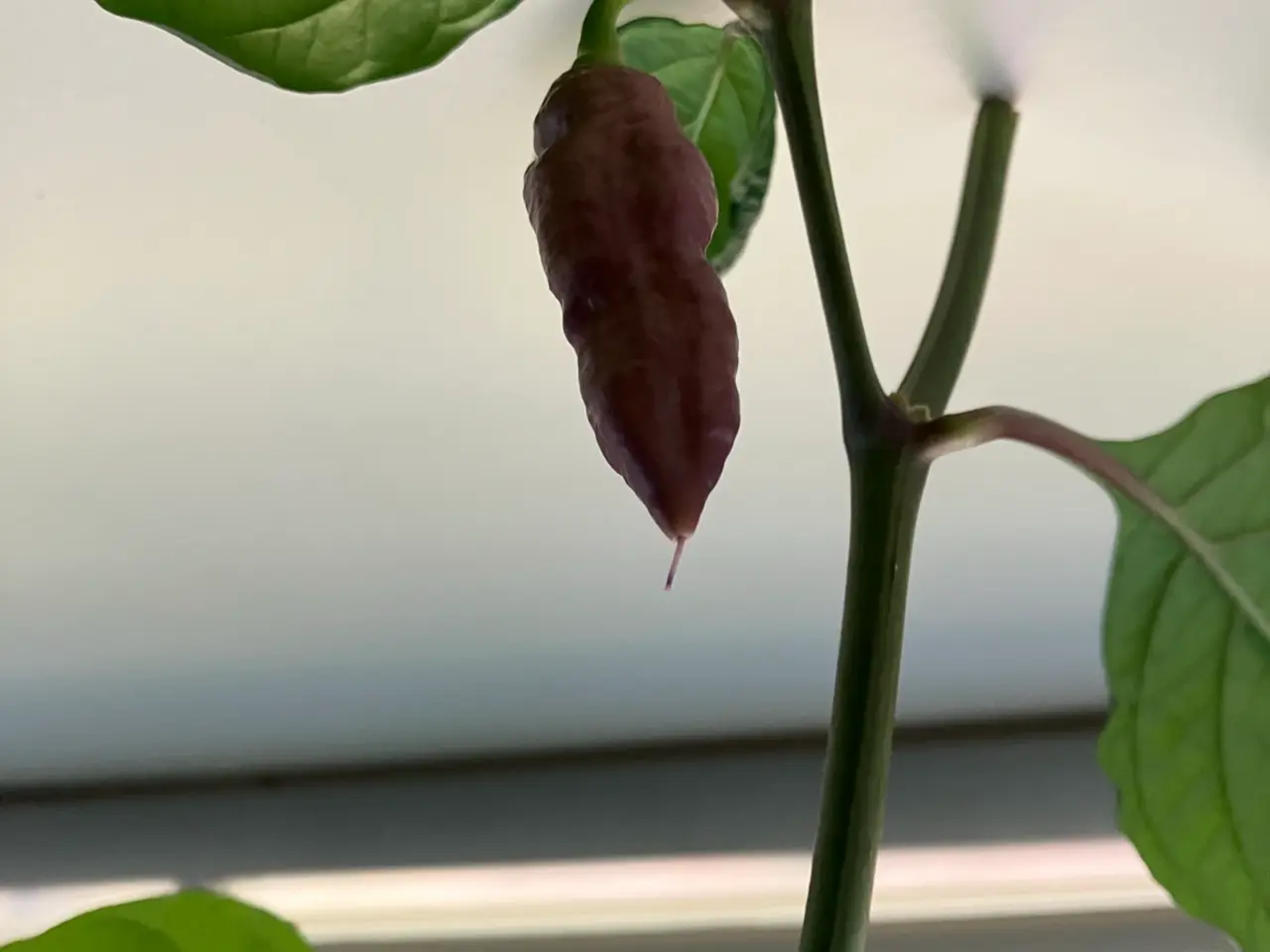Billede 4 - Yaki blue x Pink tiger chili frø