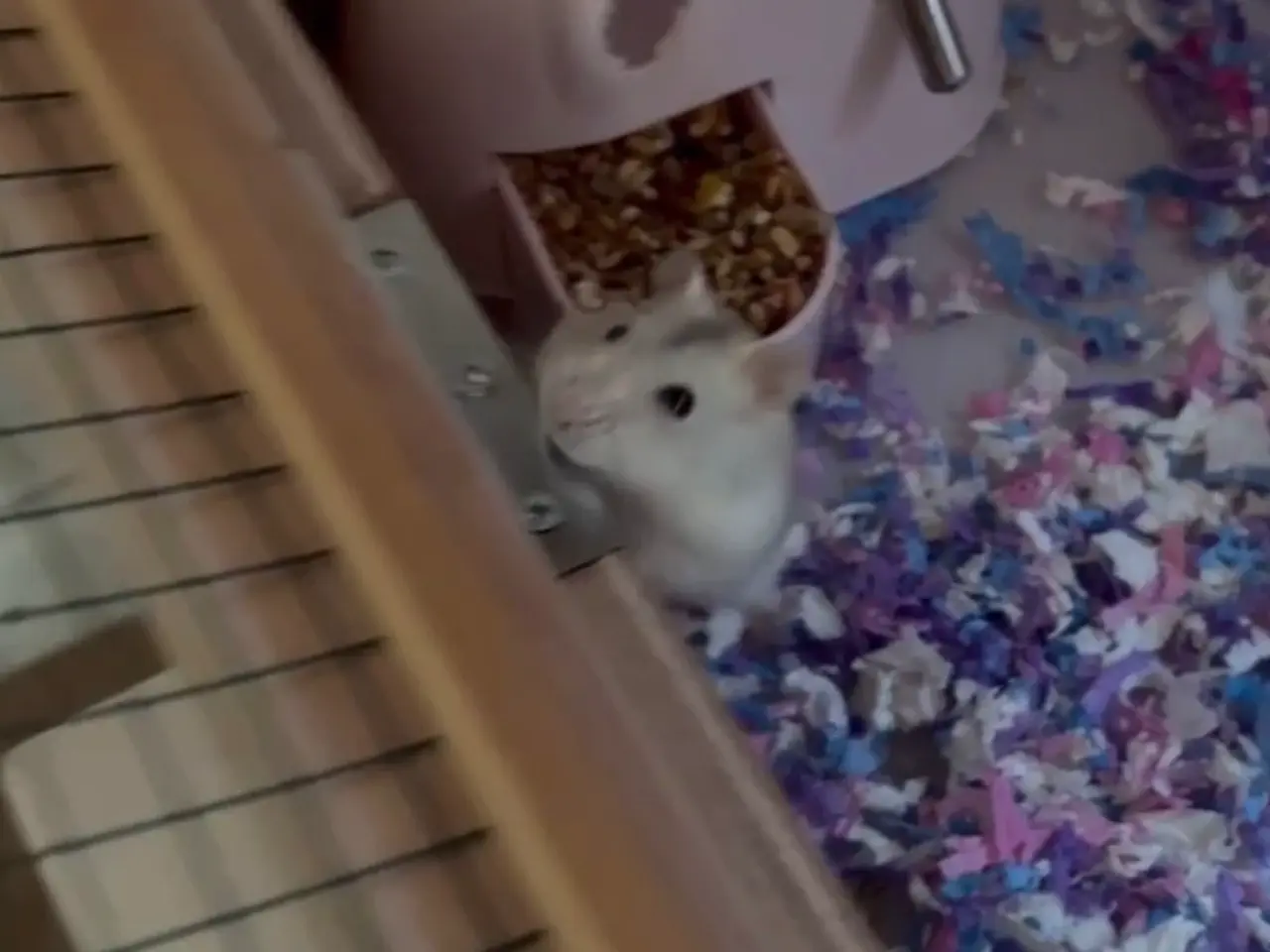 Billede 3 - Stort bur med svæv hamster