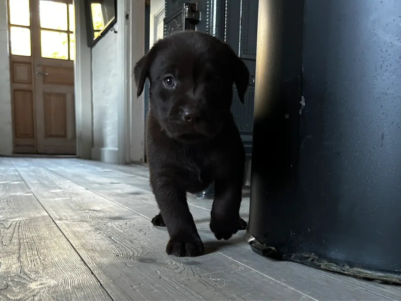 Billede 2 - Brune han labrador hvalpe