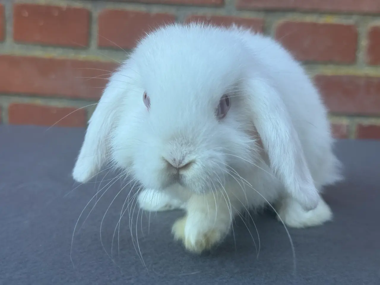 Billede 2 - Mini lop hun kanin
