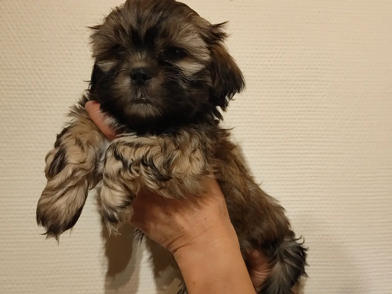 Billede 8 - Shih Tzu / blanding Malteser