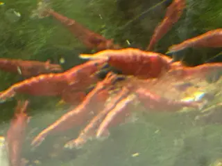 🦐🍒 Flotte lys røde kirsebærrejer – Viby J