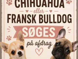 Chihuahua eller fransk bulldog søges på afdrag