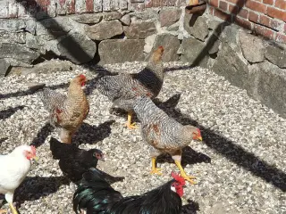 Bielefelder 