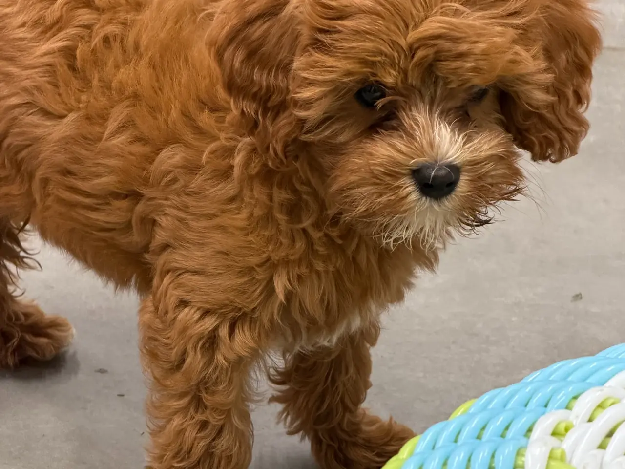 Billede 2 - 🐶☀️ Skønne Cavapoo-hvalpe søger deres kommende fa