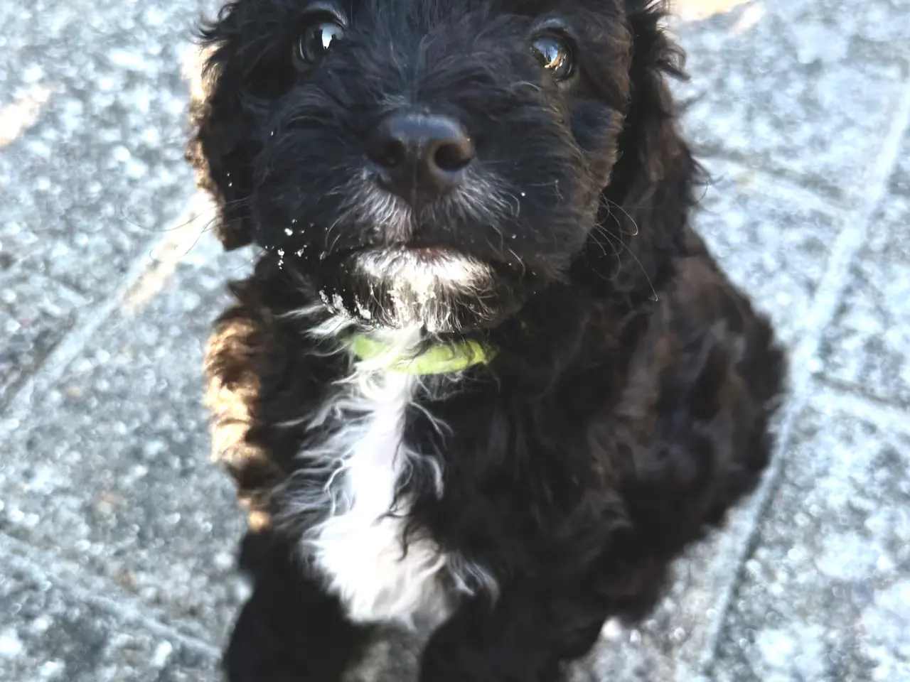 Billede 7 - Cavapoo hvalpe